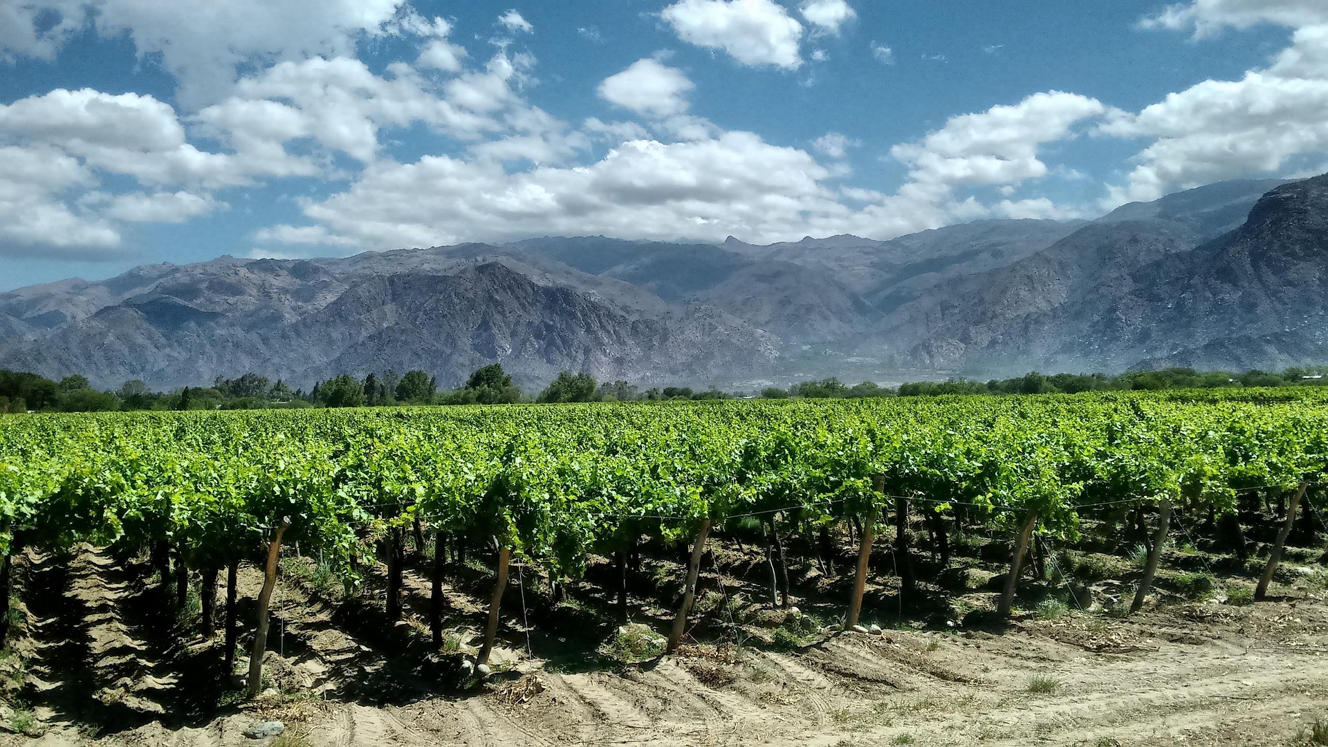 Mendoza for Pennies