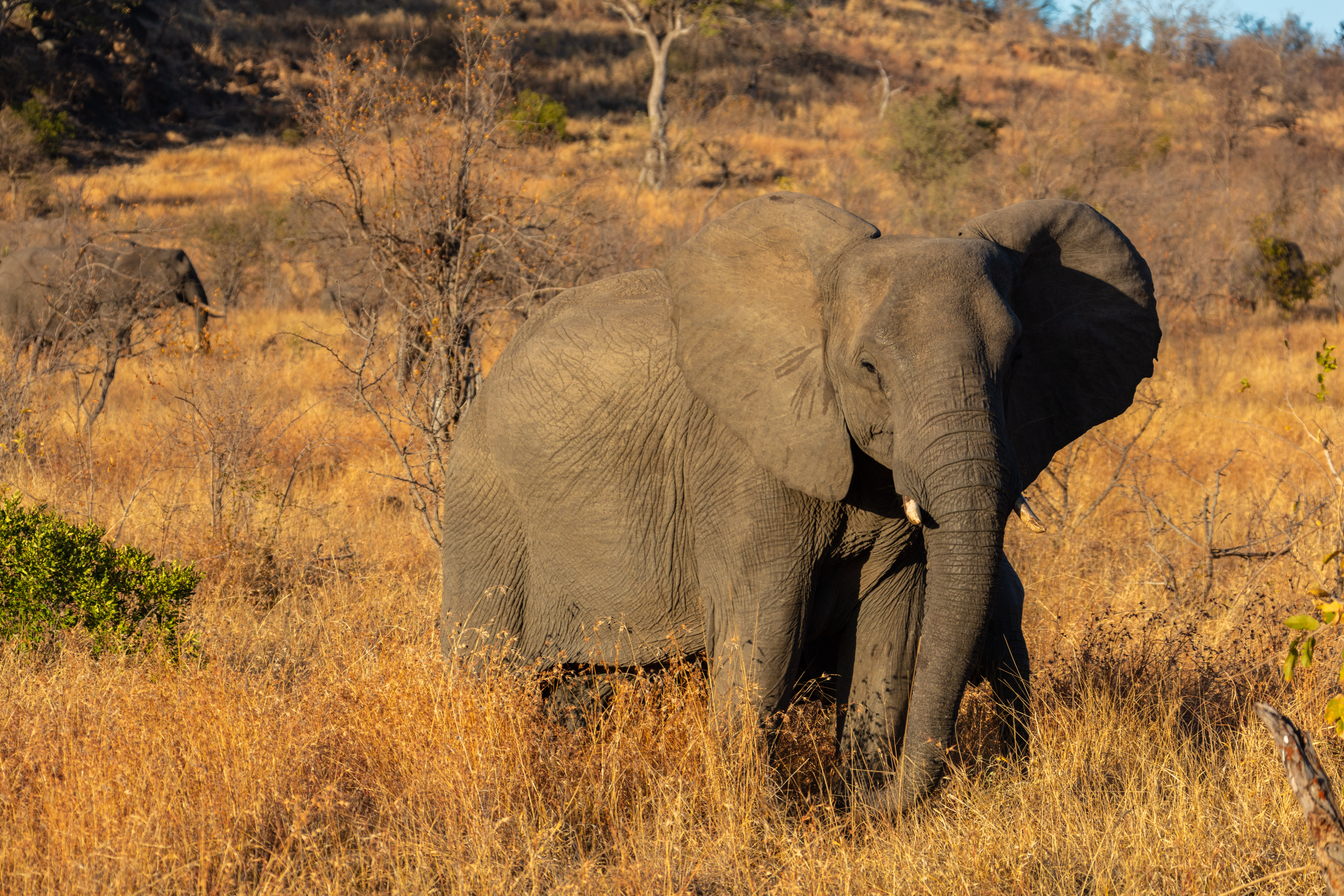 South Africa Safari 2020 Group departure